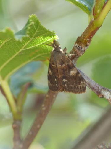 Orgyia rupestris
